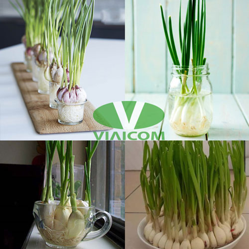 Kết quả trồng tỏi trong nước