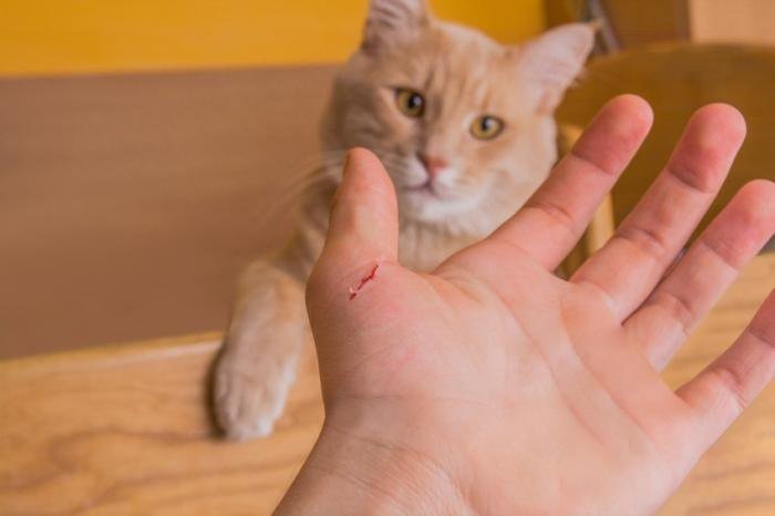 [Mơ bị mèo cắn] vào tay, vào chân, chảy máu điềm báo gì?